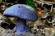 Paddenstoelen