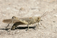 Varia insecten